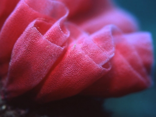 紡がれた命たち